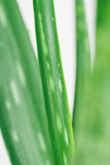 Fototapeta premium aloe vera plant leaves background green succulent stems in close up with white spots for natural cosmetics skincare healthcare and pharmacy for banner design concept of beauty, wellness, medicine