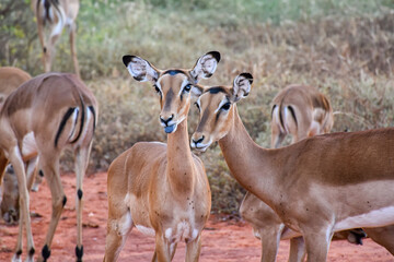 Two impala antelopes standing in savannah in Kenya wildlife safari © UB Travel Photo