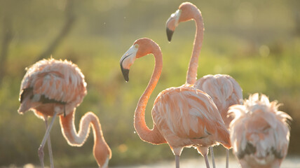 pink flamingo in the water © Victor