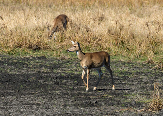White-tailed Deer at a Texas wildlife park.