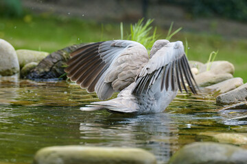  Collared-Dove , Streptopelia decaocto is bathing, raising its wings. Czech Republic.