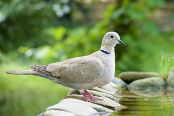 Collared-Dove , Streptopelia decaoctostands on stones at a bird watering hole. Czech Republic.