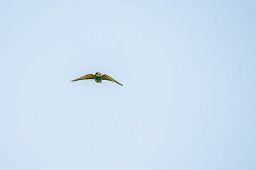 European bee-eater (Merops apiaster) in flight. Czechia. 