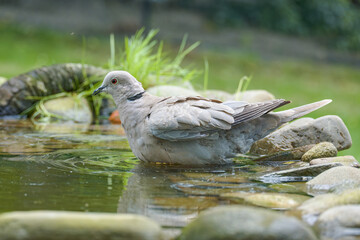 Collared-Dove , Streptopelia decaoctois bathing. Czech Republic.