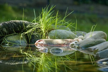  Sunlit tuft of grass near water and stones. Reflection on the water. 
