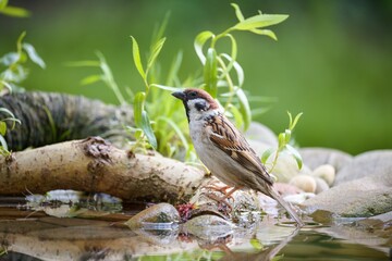 Tree sparrow stands on a willow branch by the water. Czechia.