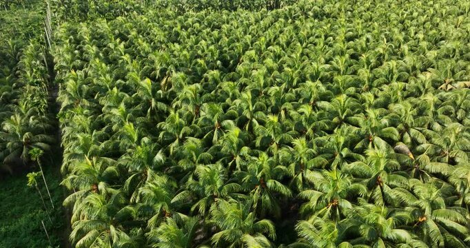 Aerial footage of king coconut fruits grow on tree