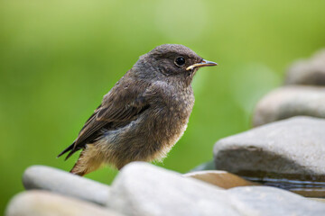  Young black redstart - Phoenicurus ochruros - on the stones. Czechia.