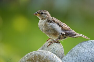 Young sparrow on the stones. Czechia. 