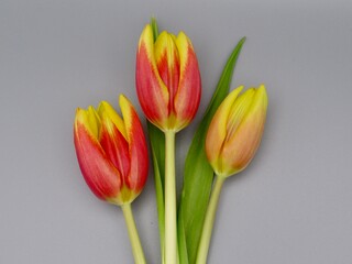 red and yellow tulips