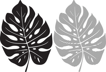 Black monstera leaf and a striped outline version on white background Keywords: monstera, leaf © SHAPNA AKTER