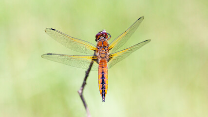close up of a dragonfly