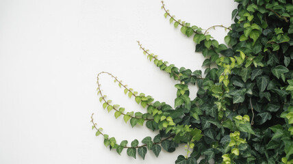 Lush green ivy vines climbing up white wall with leaves