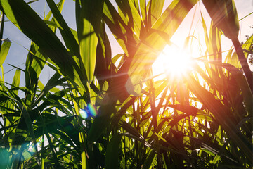Sun light through reed leaves on blue sky background
