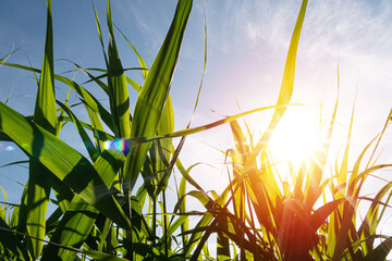 Sun light through reed leaves on blue sky background