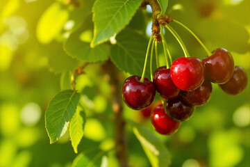 Fresh cherries hanging on tree branch surrounded by bright green leaves under warm sunlight in summer season