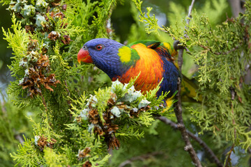 Rainbow Lorikeet in the Wild