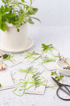 Homemade Seed Packets with Herbs and Seeds