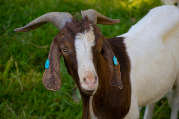 Domestic goat standing in green meadow surrounded by natural countryside landscape. Farm animal grazing peacefully in rural environment during sunny day. Traditional livestock farming 