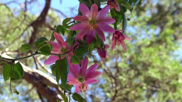 Exploring Passiflora tarminiana plants in a garden on a bright day