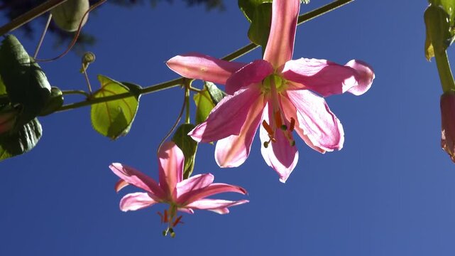 Passiflora tarminiana blooms under bright blue sky in natural environment