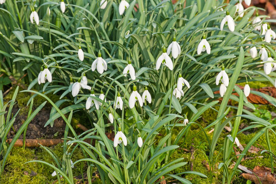  Closeup of bright white snowdrops, galanthus