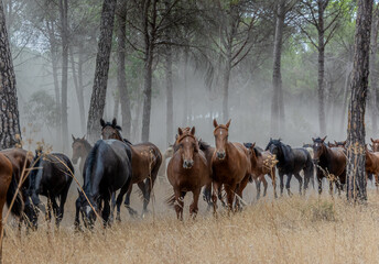 SACA DE LA YEGUAS, ALMONTE, HUELVA.