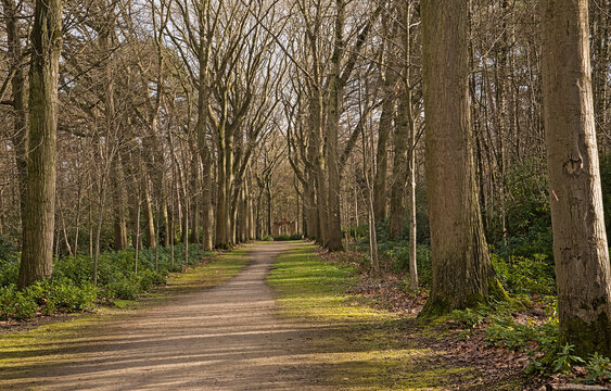  Hiking trail through Brasschaat park in winter, with bare trees and evergreen shrubs. Antwerp, Flanders, Belgium 