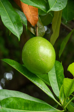 Close-up of an unripe green Bintaro fruit (Cerbera manghas) hanging from a tree branch. This poisonous tropical fruit, known as Sea Mango, is surrounded by glossy green leaves in a garden
