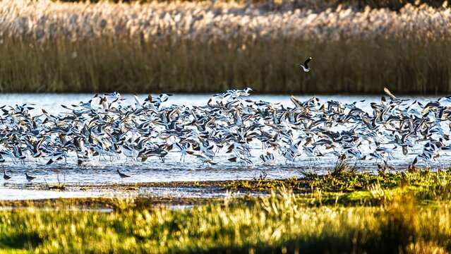 Black-tailed Godwits, Limosa limosa, birds in flight over marshes