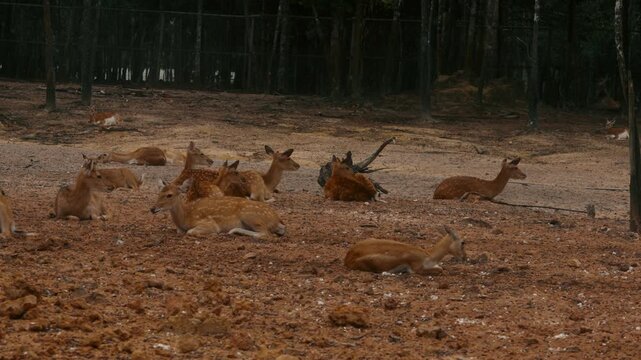 Deer Herd Resting on Forest Ground