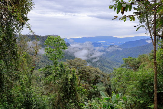 Bellavista Cloud Forest Reserve, Ecuador