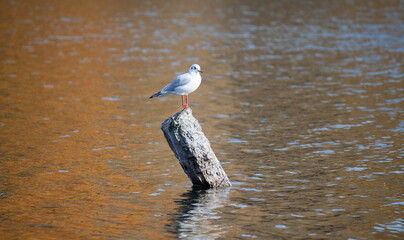 seagull on the beach