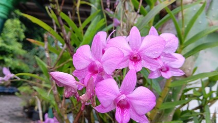 Purple Cooktown Orchid (Dendrobium)		
Close-up of vibrant purple Larat orchid flower blooming in the garden. Elegant tropical plant, floral emblem of Maluku, Indonesia.