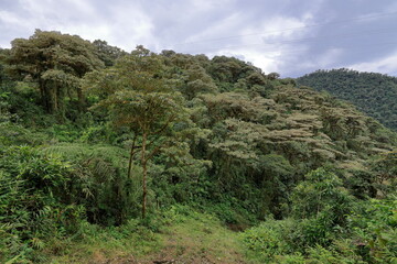 Bellavista Cloud Forest Reserve, Ecuador
