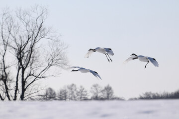 Naklejka premium 飛んでいる鶴