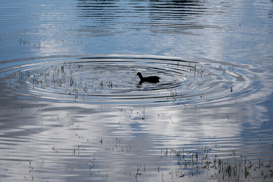 Water bird silhouette making ripples on Proserpina Reservoir