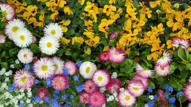 Vibrant Spring Flower Bed with English Daisies, Pansies, and Forget-Me-Nots