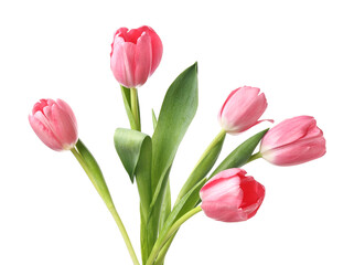 Fototapeta premium Beautiful blooming pink tulips isolated on white