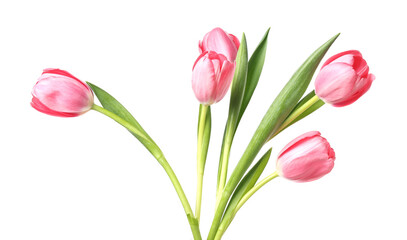 Obraz premium Beautiful blooming pink tulips isolated on white