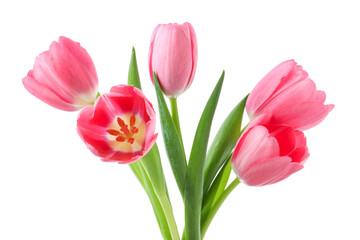 Obraz premium Beautiful blooming pink tulips isolated on white