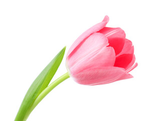 Naklejka premium Beautiful one pink tulip isolated on white
