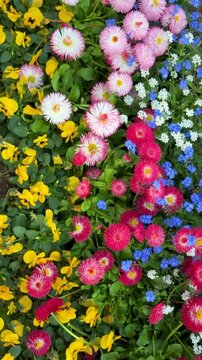 Top view of a colorful spring flower bed with pink and white daisies, yellow pansies, and blue forget-me-not
