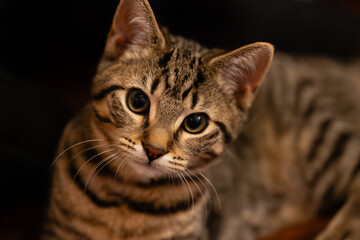 Portrait of a cat © Solomon Thompson