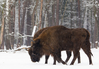 Rodzina żubrów na leśnej zimowej polanie © kubikactive