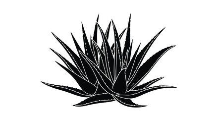 A striking black and white illustration of an agave plant s foliage © Tm Studio