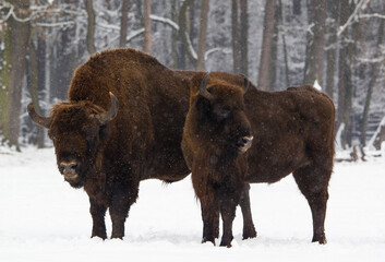 Rodzina żubrów na leśnej zimowej polanie © kubikactive