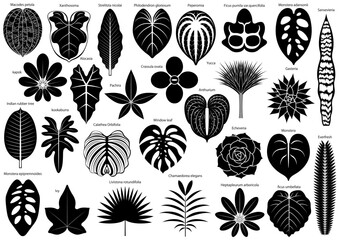 色々な観葉植物の葉のシルエット　アイコンセット