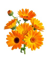 A vibrant close-up of several daisy-like, orange blossoms with dark centers and green stems and buds, isolated on white
