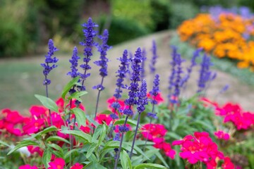 Obraz premium Close up of mealycup sage (salvia farinaceae) flowers in bloom